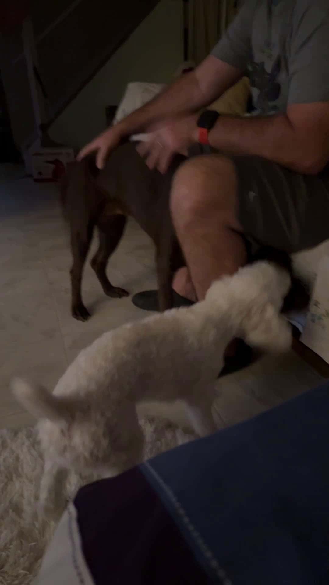 Cover for Whisky trying to get her big sister Lady  #viral  #dog