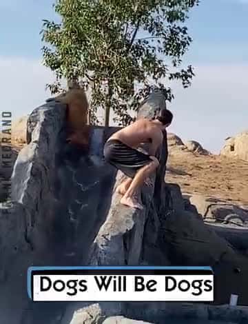 Cover for Dogs Will Be Dogs 1