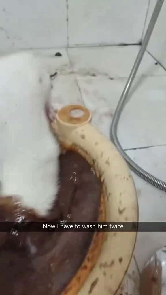 Cover for Funny ferret🤣🤣#ferret #ferretsoftiktok #ferrets #fyp #funny #foryou #foryoupage #funnyvideos #funnytiktok #funnyanimals  created by pets babytime with pets babytime’s original sound