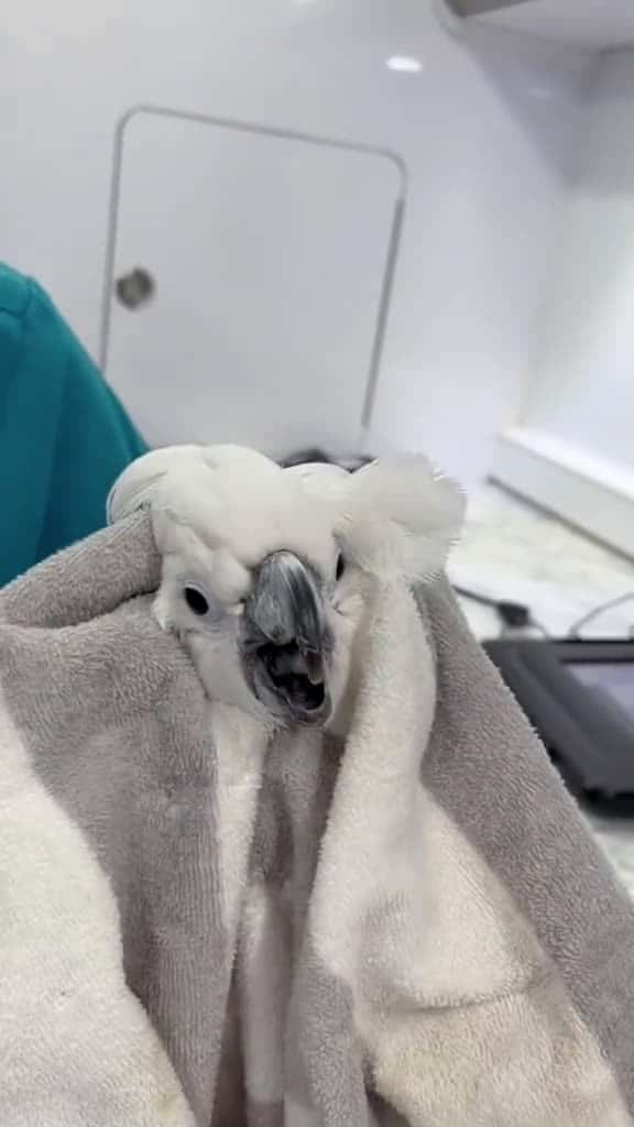 Cover for Amusing parrot funny funnyvideo fpy cute parrot parrotsoftiktok 60846 #trend