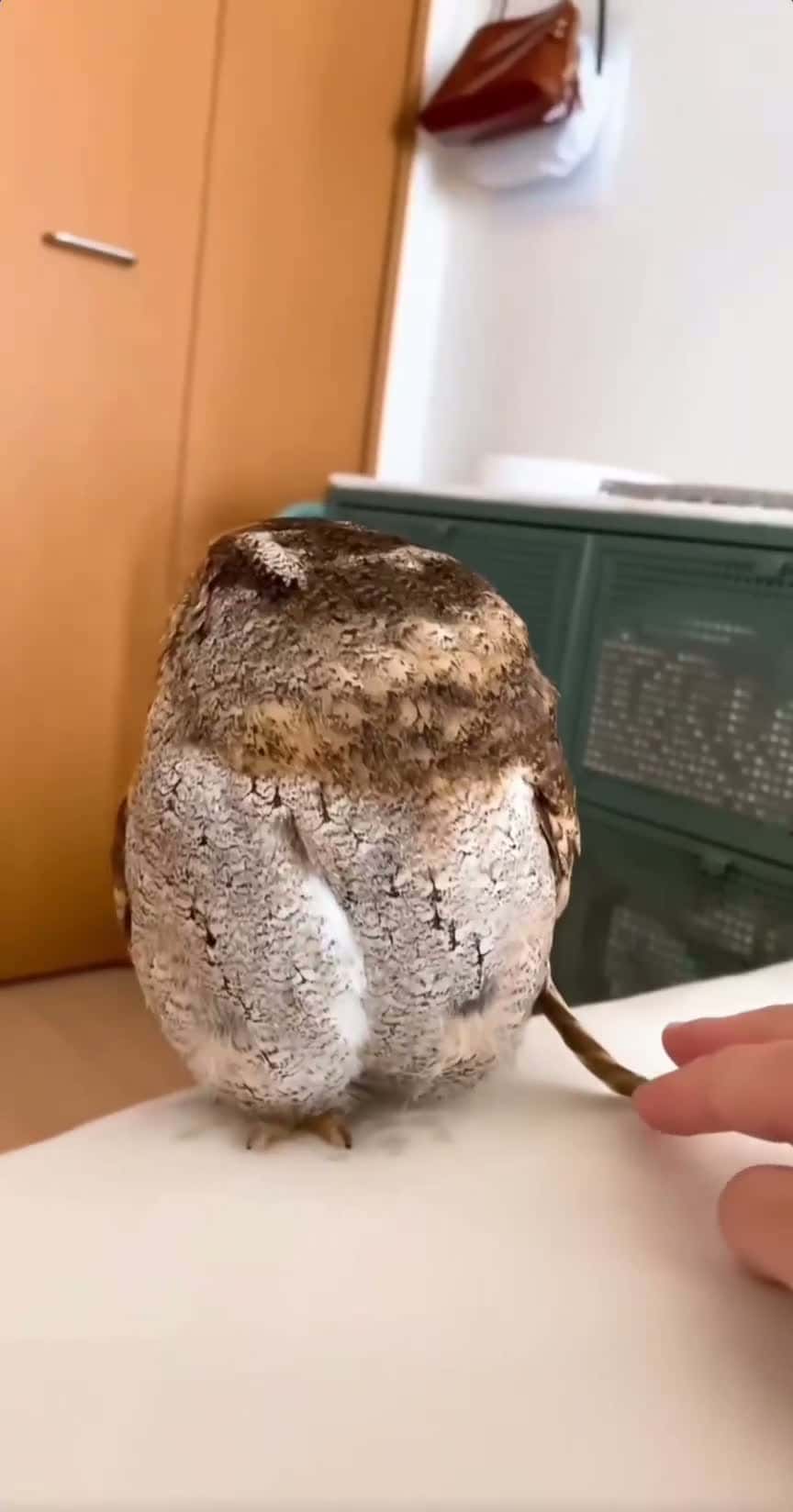 Cover for Adorable baby owl🦉🦉🦉