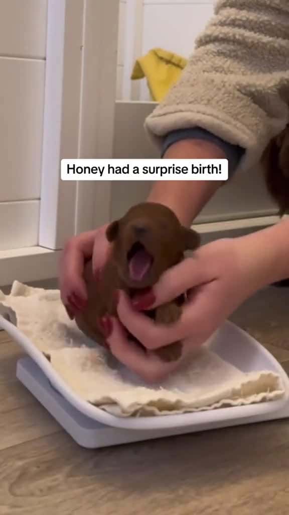Cover for Doggo was like surprise your a grandma  firecrackercanines  dogs surprisebirth pu 41185 #shortvideos
