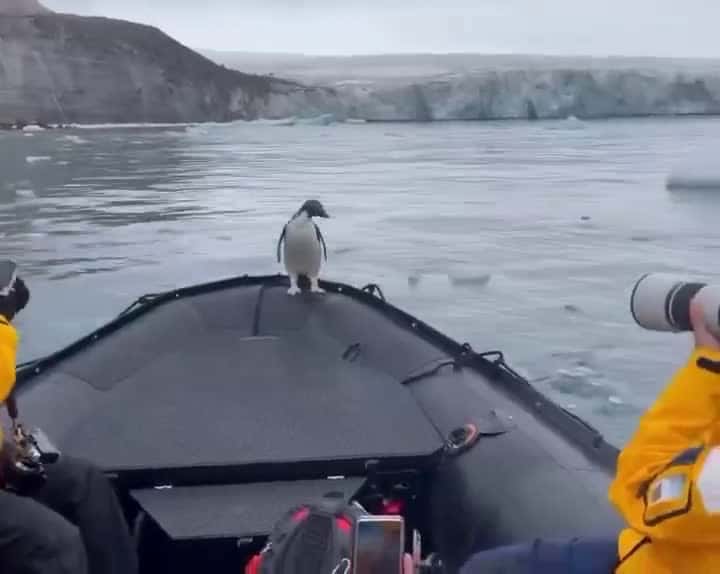 Cover for A penguin jumped on this boat to escape a seal, so they took him to the iceberg where his friends were waiting him #FavMovieClip
