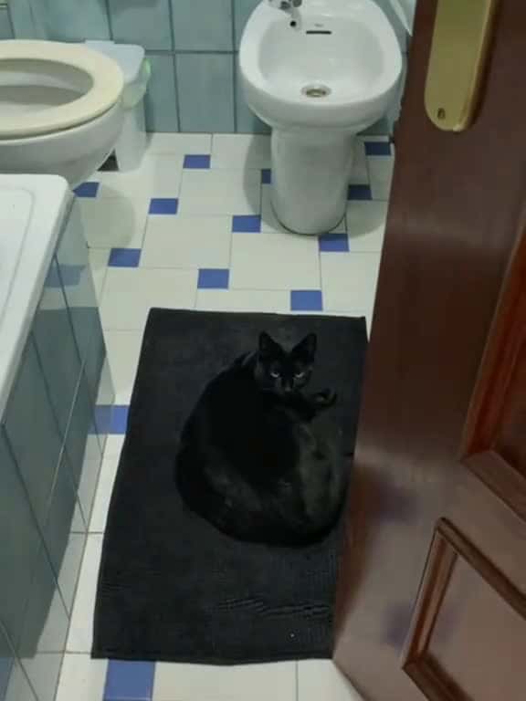 Cover for Black cat knows stealth magic funny fpy usa funnyvideos foryou usa tiktok catsoftiktok 41183 #trendingscoopz