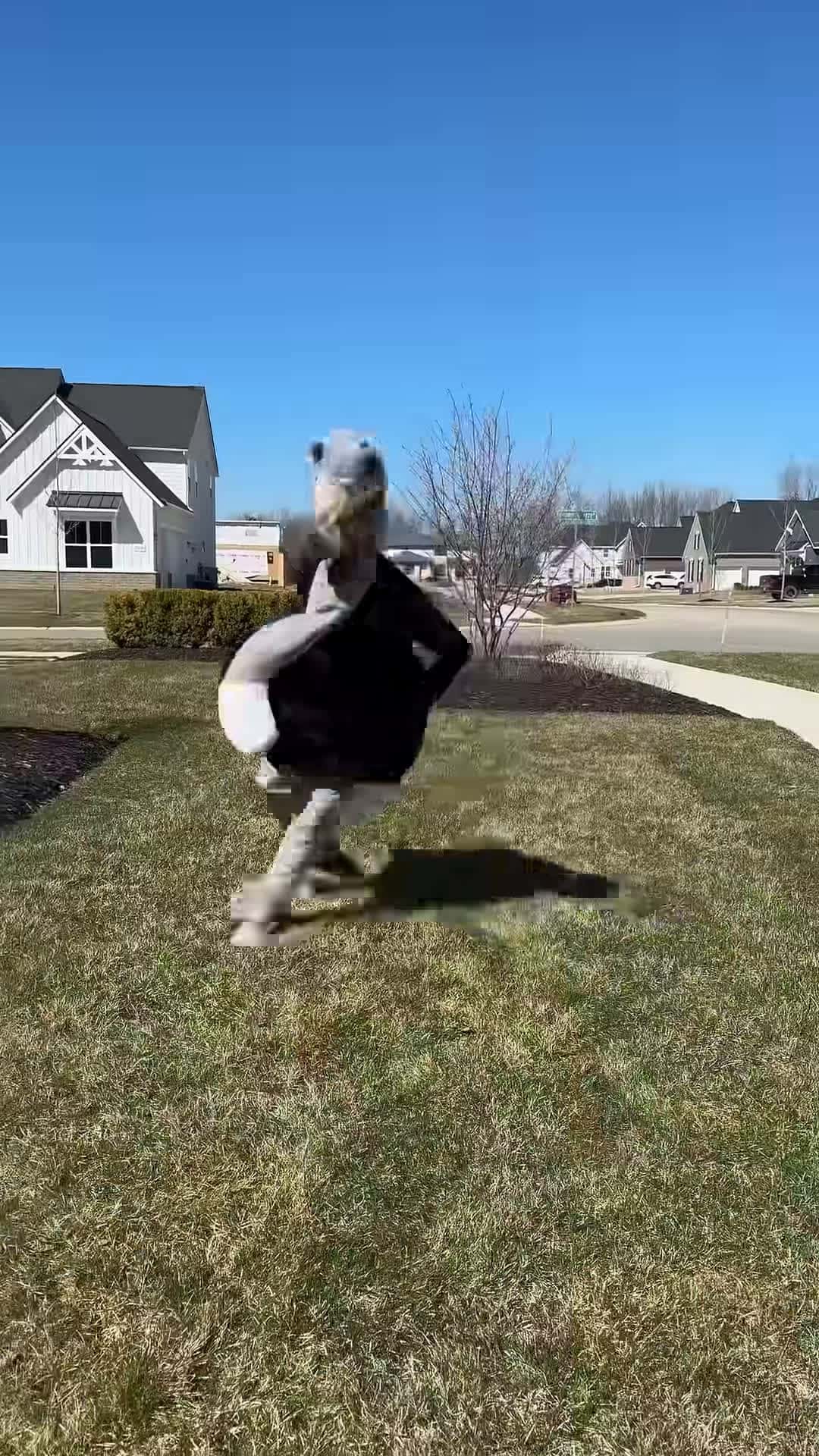 Cover for Why You Never Pluck An Ostrich Feather
