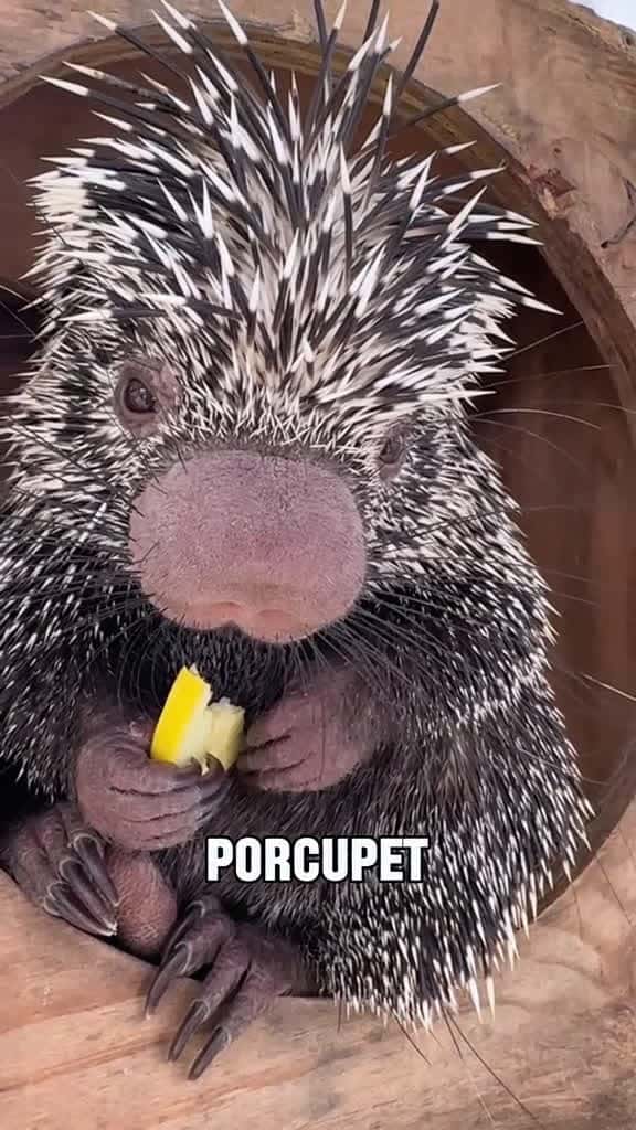 Cover for Have you ever seen a baby porcupine#tiktok #foryou #animals #cute