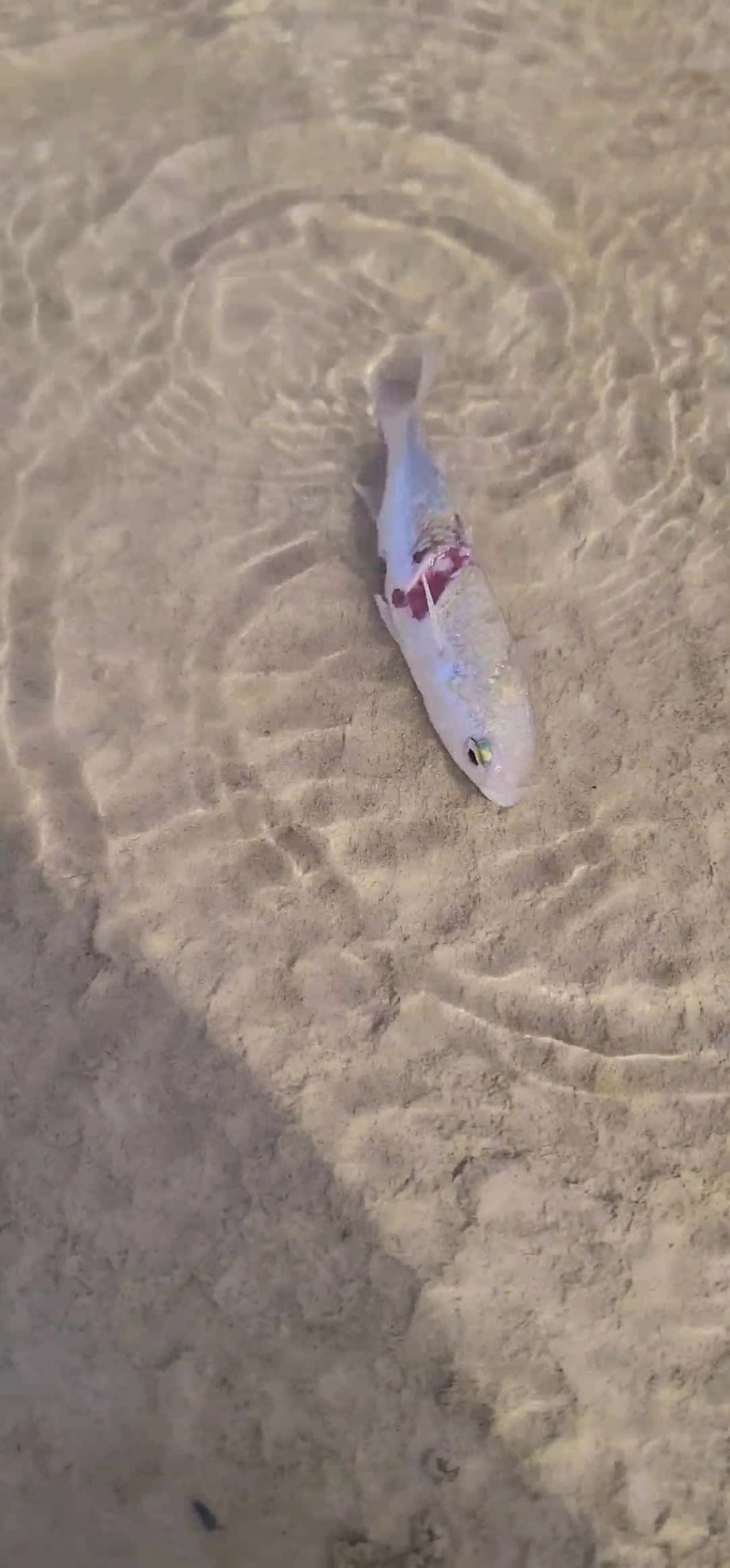 Cover for #An injured fish is being rescued."