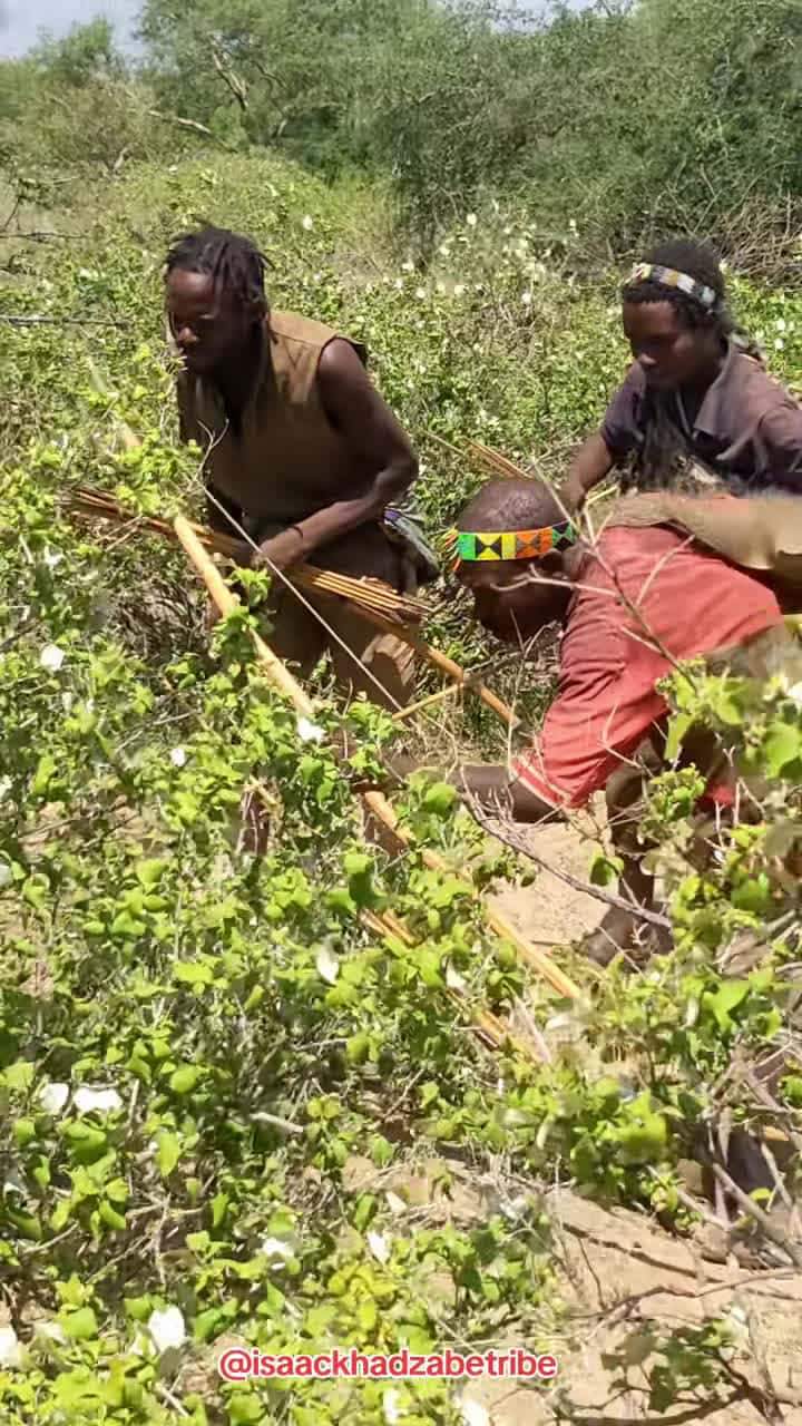 Cover for #fyp #tiktok #trending #tanzania #travelafrica #travel #hadzabe #datoga #hunting #zanzibar #bushmen #ngorongori #serengeti #tanzaniasafari #tanzanianationalparks #visitdubai #trendig #trendingvideos #tiktoktanzania #dancechallenge #beachvibes #africantribes #travelbucketlist #dance #dancewithpubgm #primitive #primitiveskills #primitivesurvival #primitivesurvival #primitivetechnology