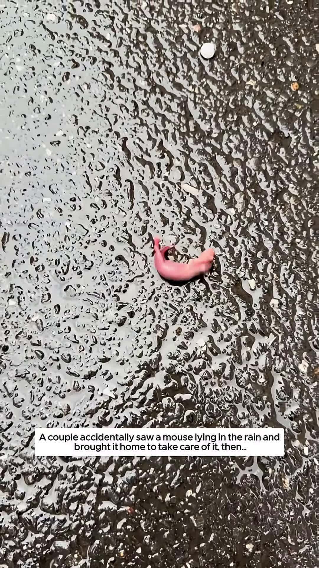 Cover for A couple accidentally saw a mouse lying in the rain and brought it home to take care of it then