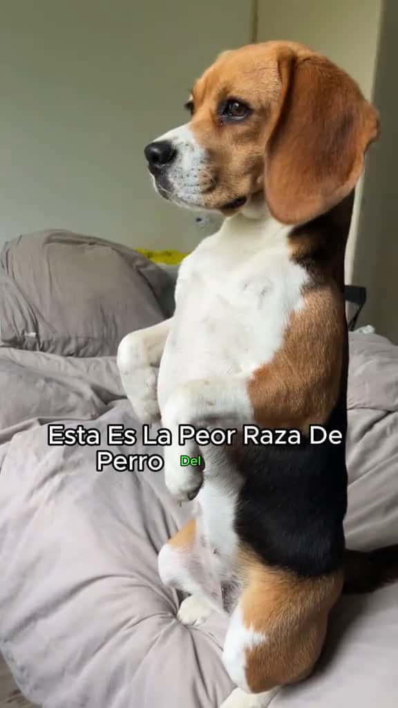 Cover for dogsoftiktok PetsOfTikTok dog puppy doglover beagle funnyvideos 17566 #shortvideos