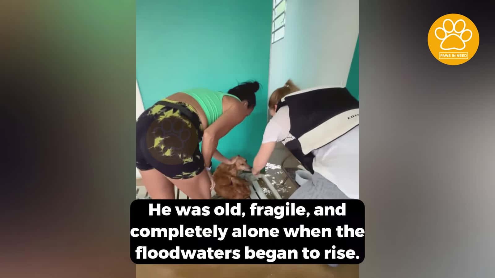 Cover for He Was Left Behind During the Flood Until One Woman Stopped and Saved His Life