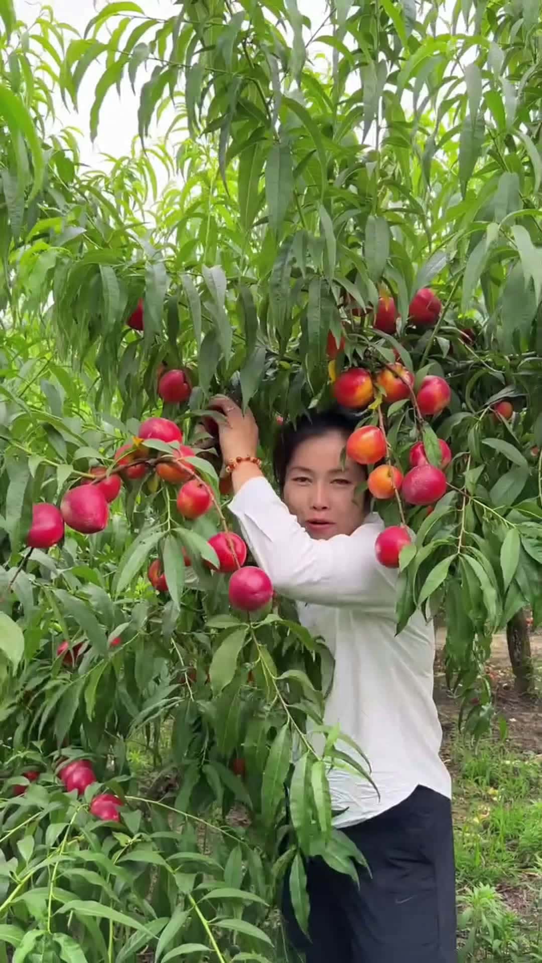 Cover for Fruit 🍑 🍑