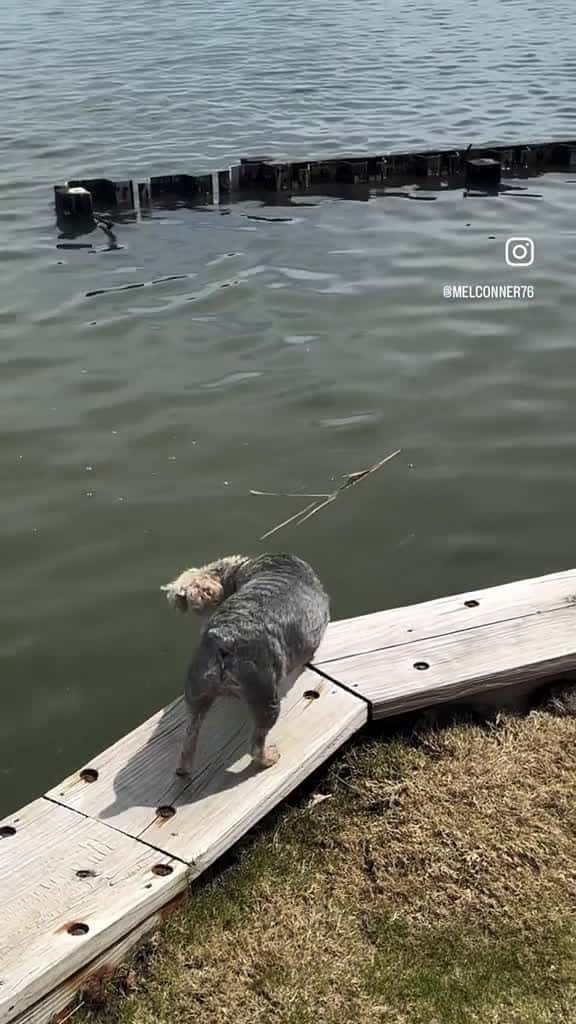 Cover for dogsofttiktok dogs dogtok 60750 #trending