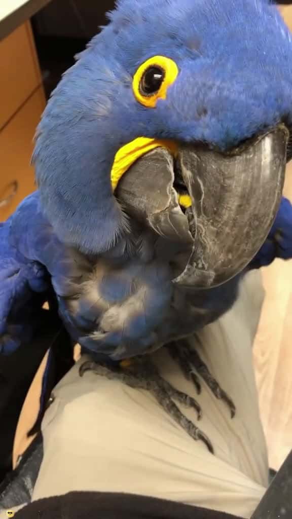 Cover for Parrot talking fyp fyp funnyvideo funnytiktok tiketok Tiketok 53454 #shortvideos