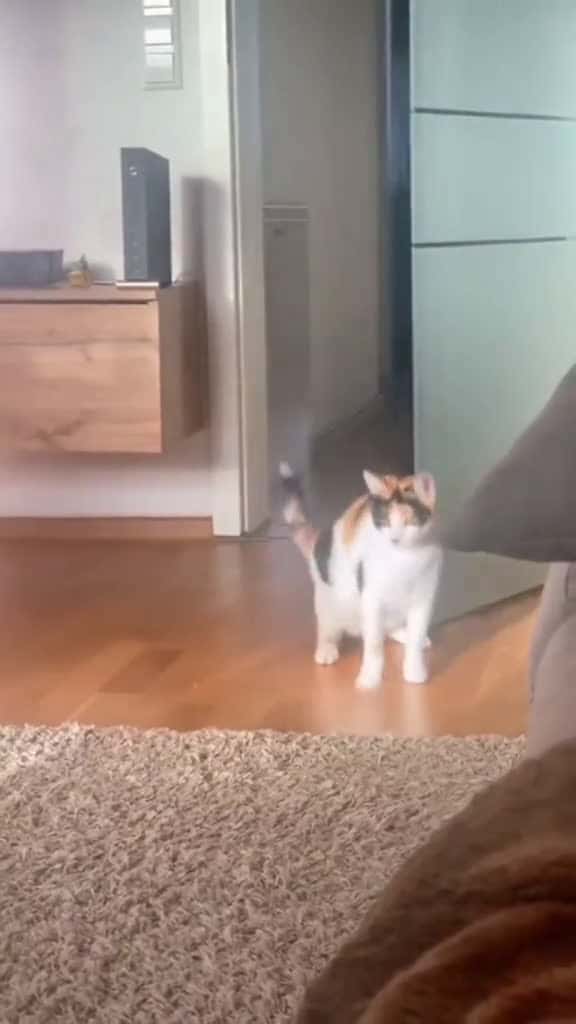 Cover for Cats need warmth catfunny cat funnypet funnyvideo funnycat funnytiktok catlover catsoftikt 70830 #trending