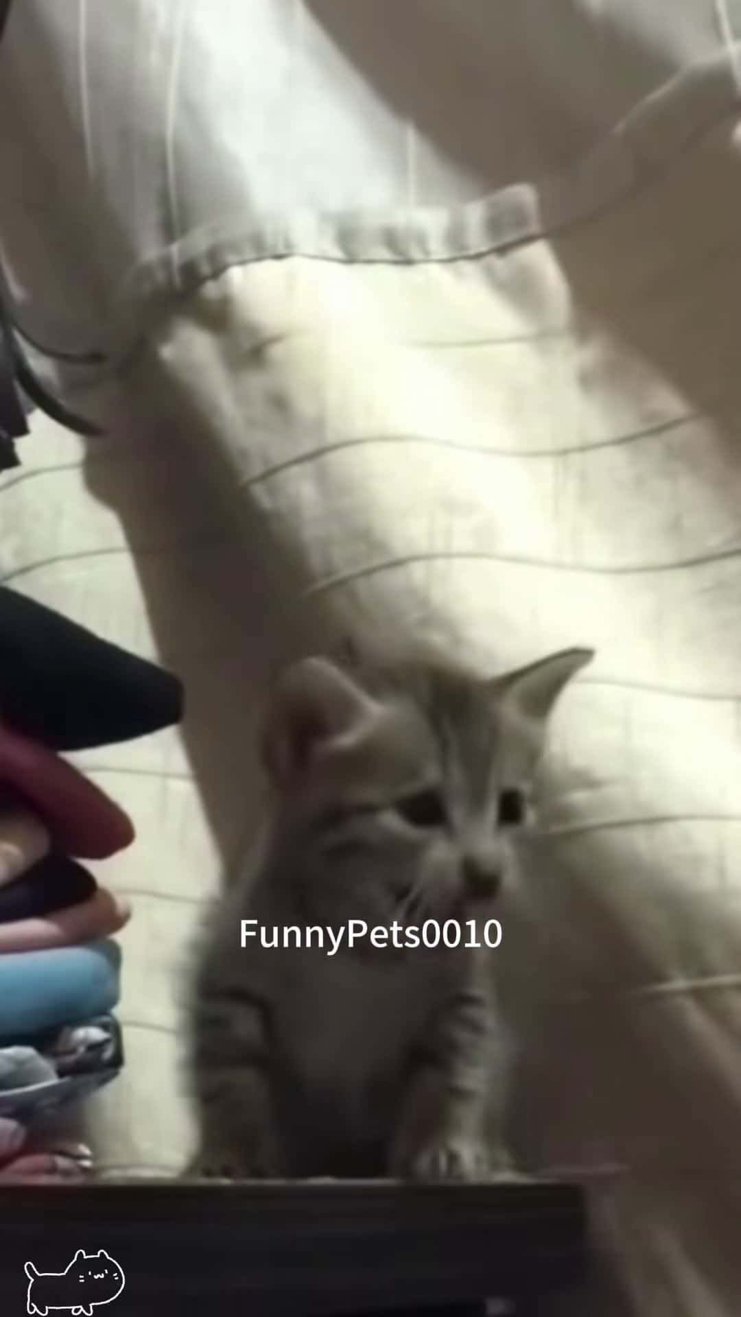 Cover for Snoozey cat#funnyvideos #funnycat #catlover #spicykitten