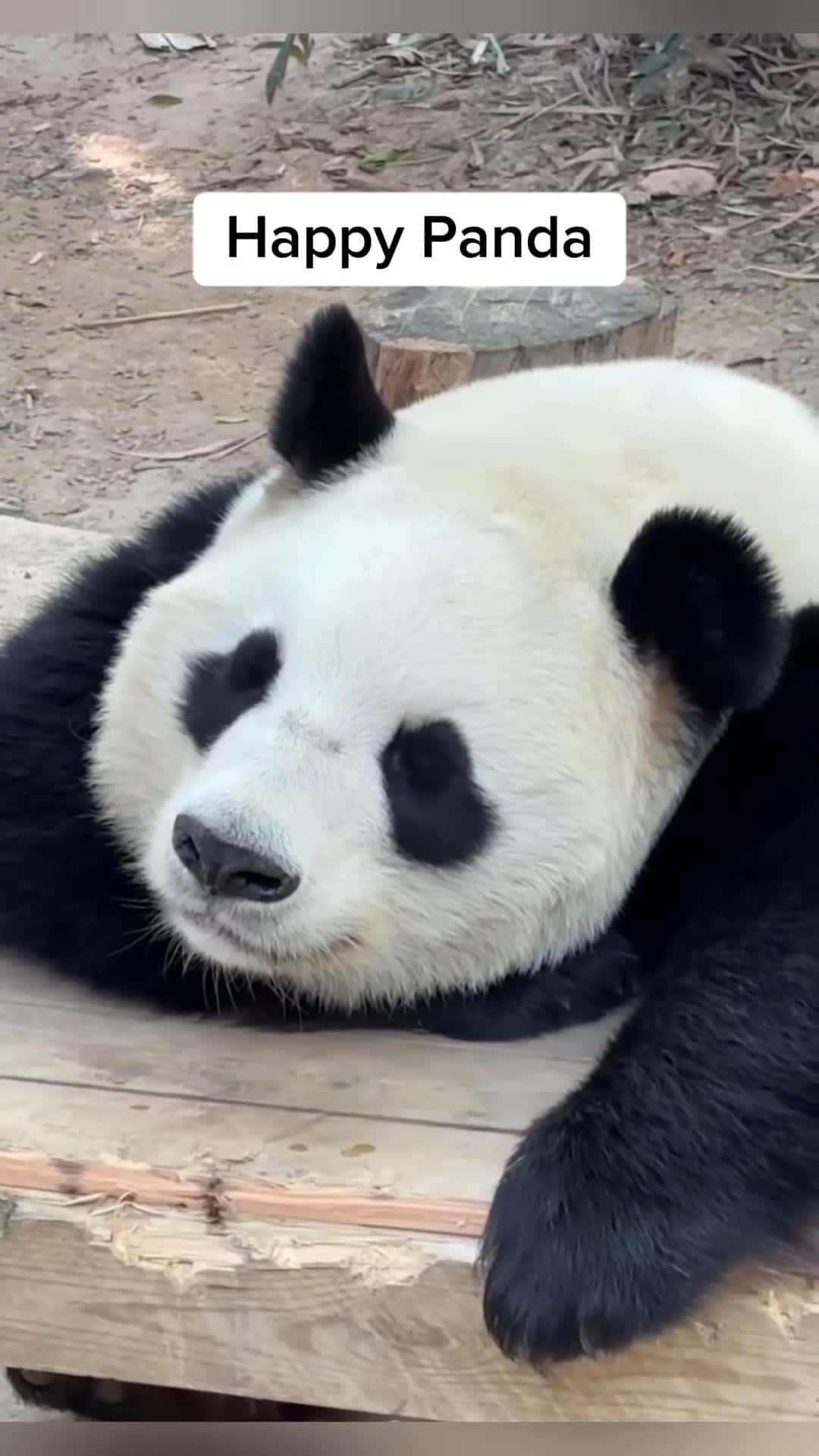 Cover for 098765234happy pandas🥰🥰 #panda #pandasoftiktok #cuteanimals #fyp 