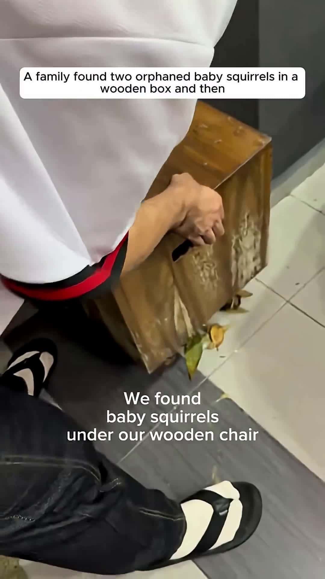 Cover for A family found two orphaned baby squirrels in a wooden box and then