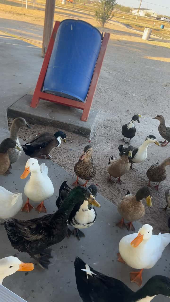 Cover for crazy ducks 🦆! #duck #fyp #odessatx #odessa texas s