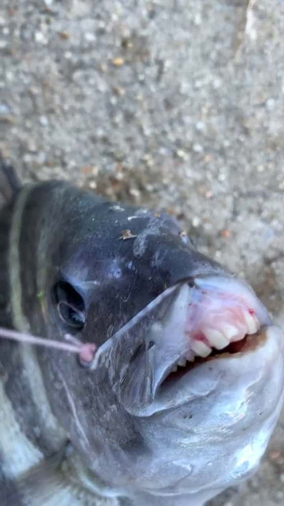 Cover for Just wishing I was fishing 🎣 😭 #fyp #sheepshead #fishing #fishtok #girlsthatfish #scoopz  #viral 