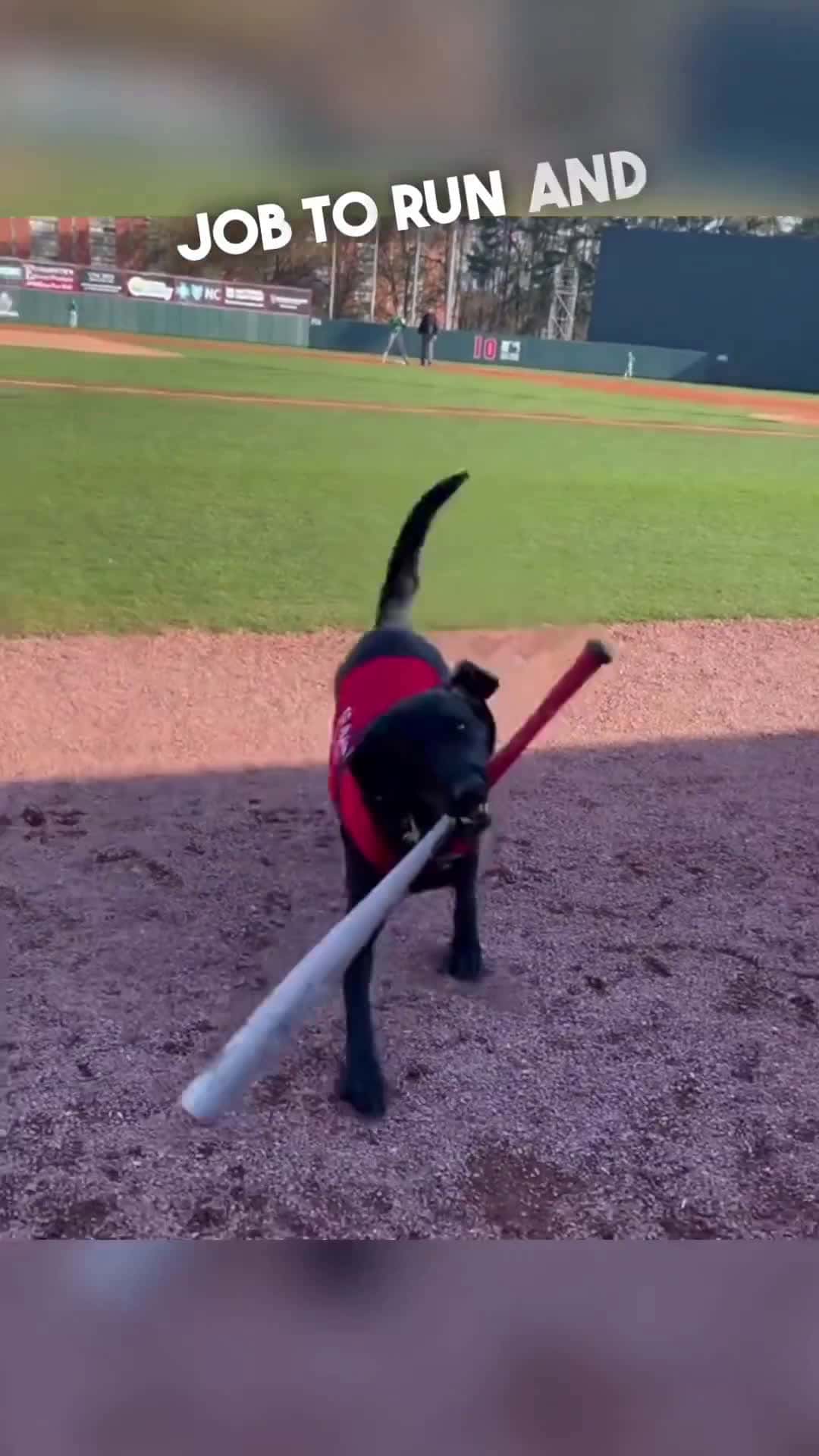 Cover for This dog has the best job in the world ripkenthebatdog