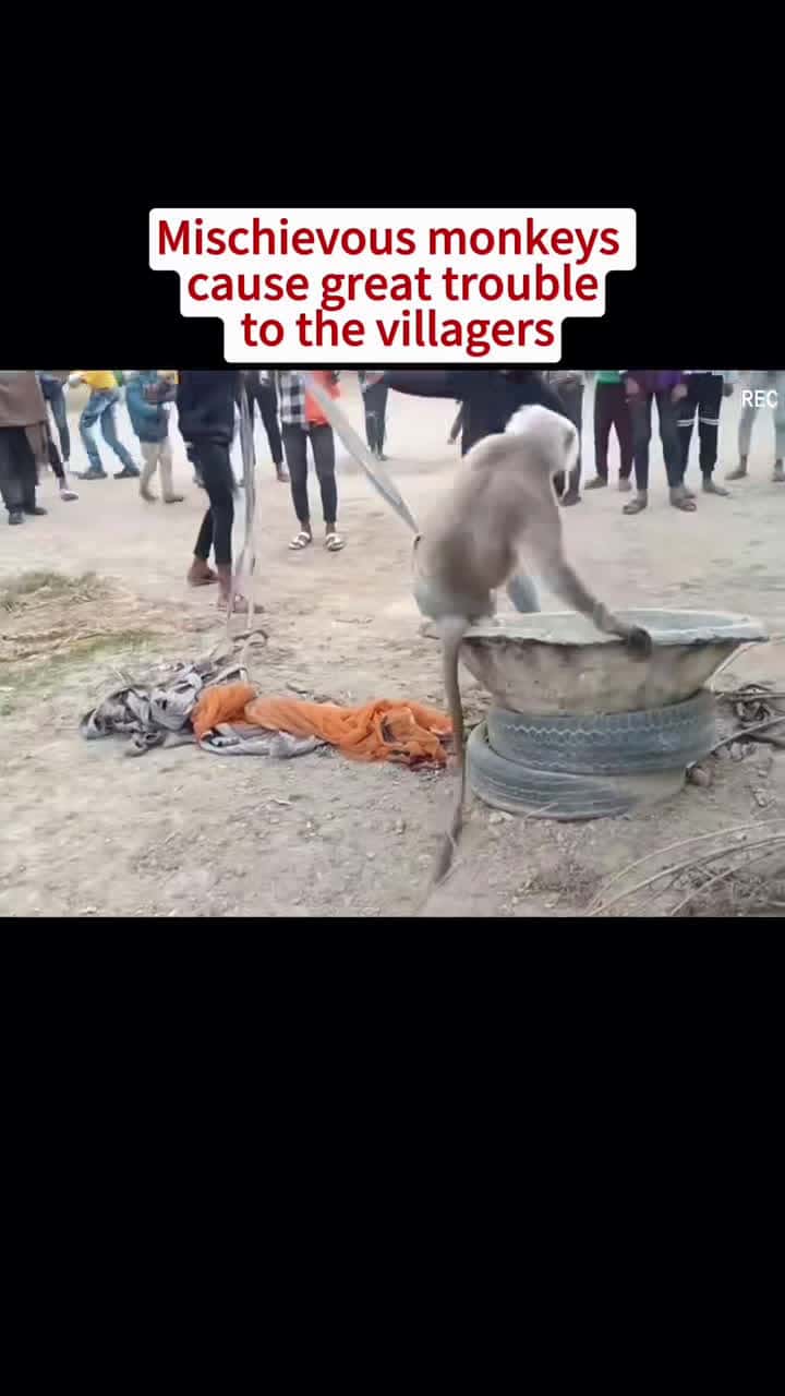 Cover for Mischievous monkeyscause great troubleto the villagers #monkey #overflow #fyp #foryou #animals #animalsoftiktok 🔥🔥🔥