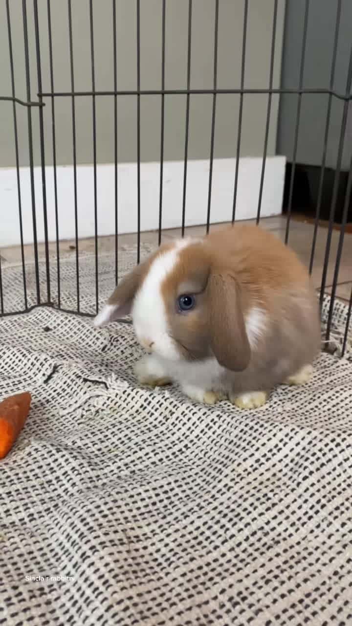 Cover for Don’t mind the carrot on her mouth🤣 #Hollandlop#hollandlops#bunny#bun...
