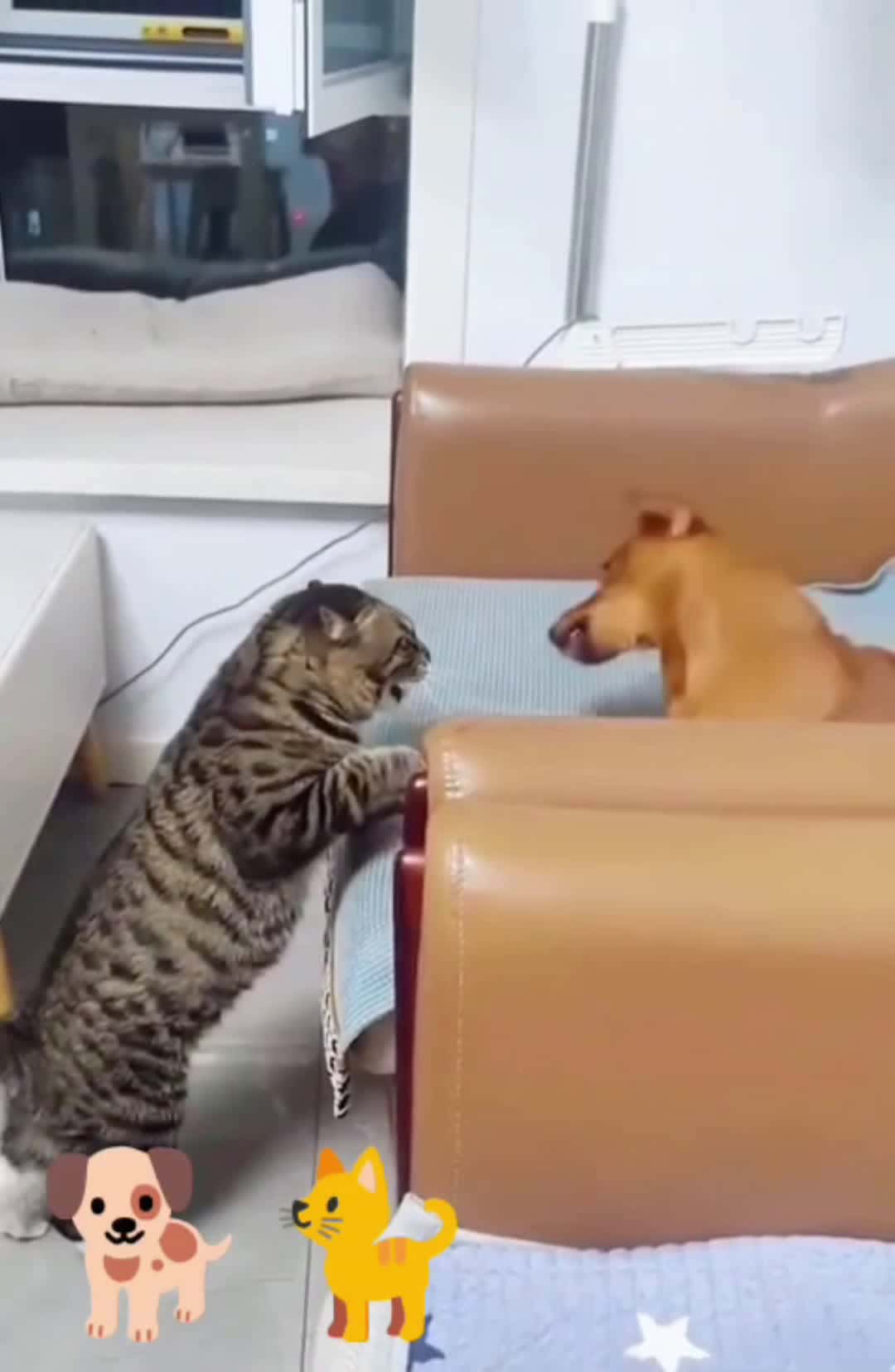 Cover for Cat and dog funny videos 😂 #cat  #dog  #funny  #video  #fyp 