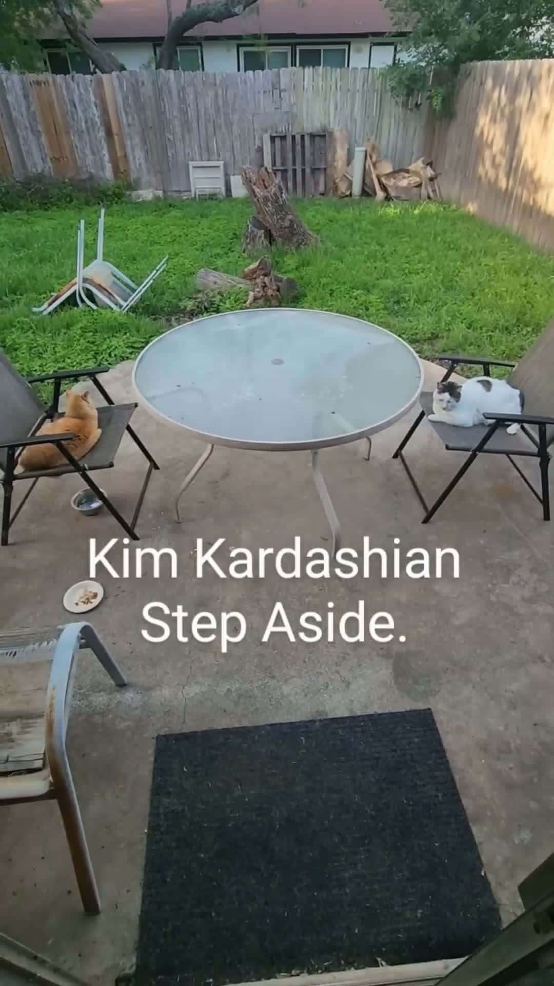 Cover for Kim Kardashian step aside. #Kim Kardashian  #cats  #animals  #strays