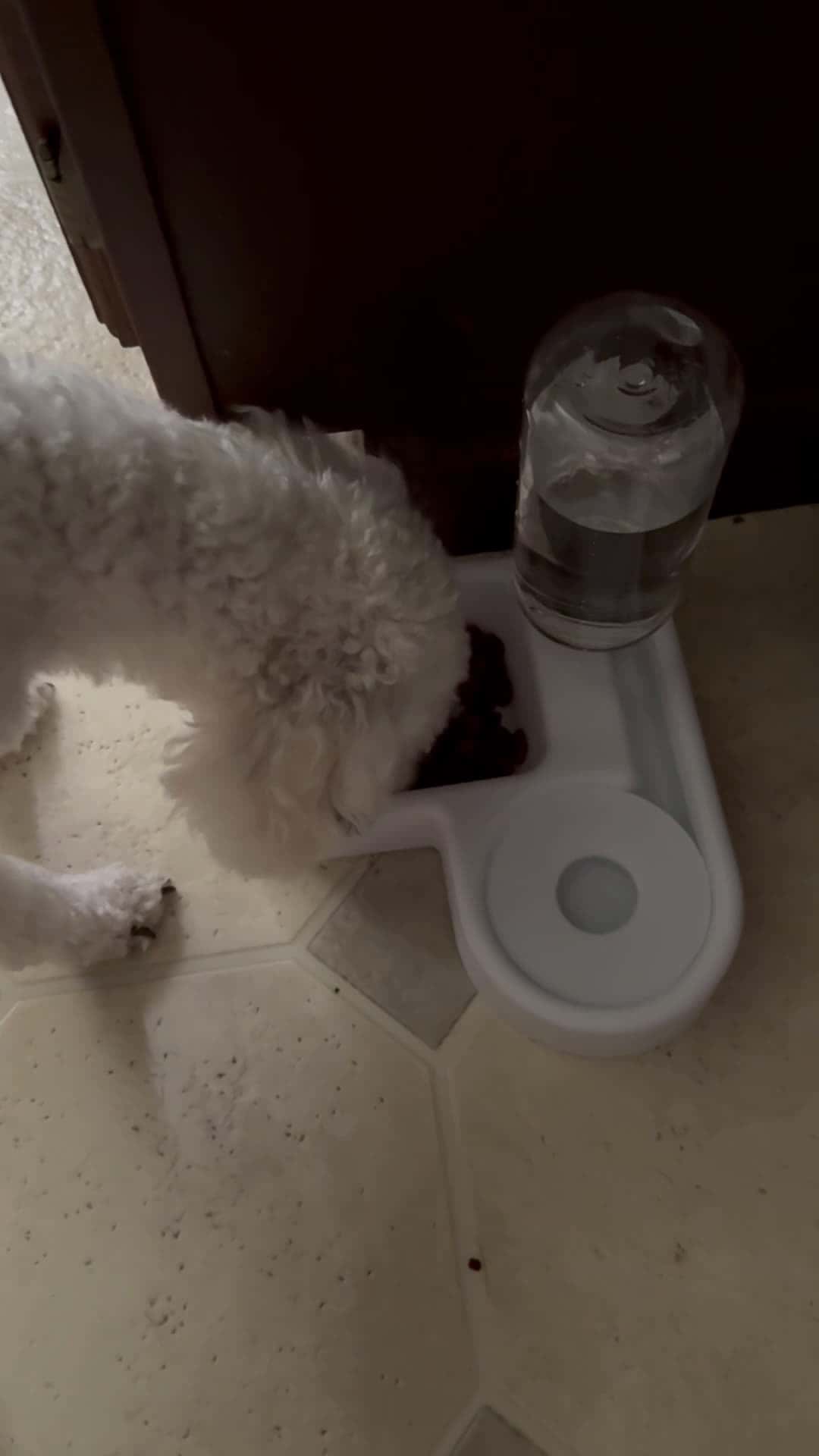 Cover for Whisky got a cute new bowl #dog #viral #follow