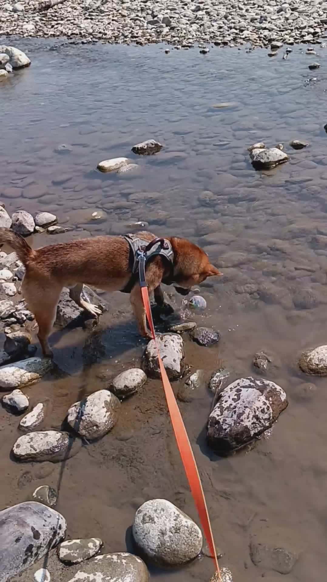 Cover for my cute 🐕 