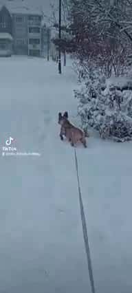 Cover for Fabulously beautiful walk #French #bulldogs in snowy weather