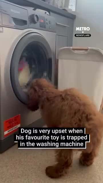 Cover for Dog is very upset since his favorite toy is trapped in washing machine 🤣🤣