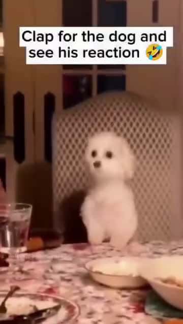 Cover for Funny and cute dogs compilation #funnydog #cutedog #dogoftiktok #doglover #dog #dogoftiktok #foryoupage #funnypet #doggo #talkinganimals #foryoupagereels #funnyanimals #foryou 835