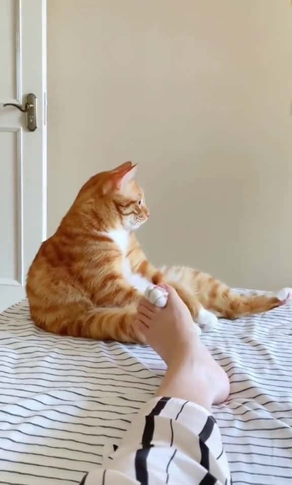 Cover for catsoftiktok viral cute fyp 15489 #ilovescoopz