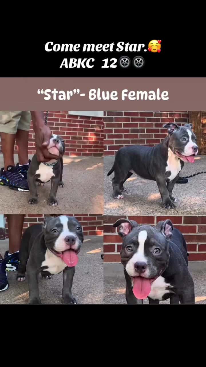 Cover for Come meet Star.🥰12🛞🛞                                                                        #Come #Meet #Star #americanbully #missouri