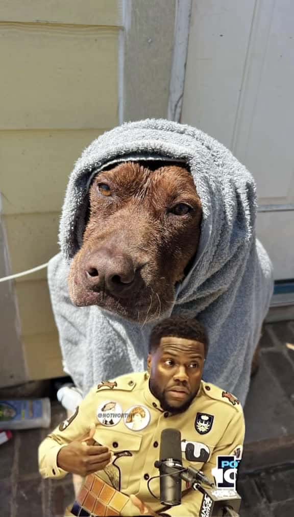 Cover for Idk as him if he bites dogsoftiktok dogs fyp kevinhart 65102 #trending