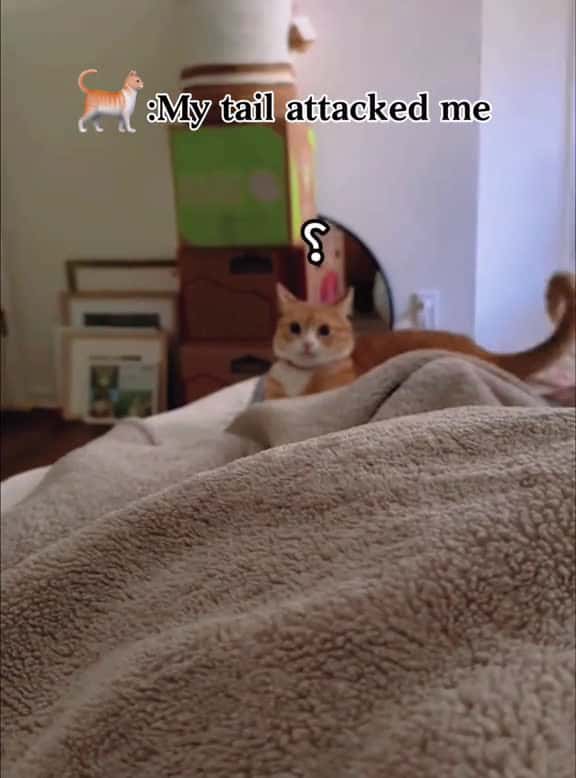 Cover for Cat#my tail attacked me #cutecat #fyp #funnycat #foryou #catsoftiktok #funnytiktok