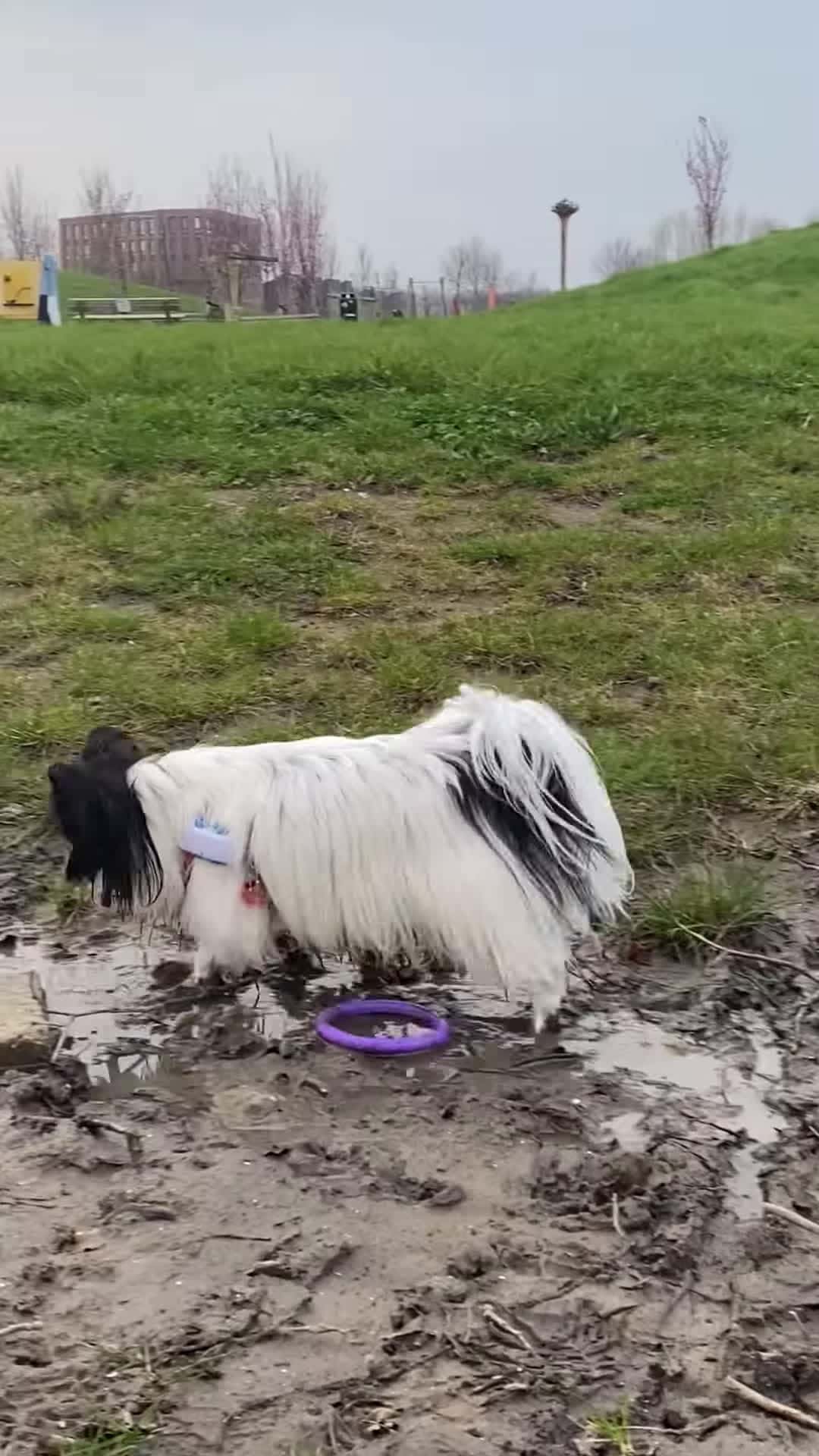 Cover for #CaughtOnCamera Playful Dog Takes a Mud Bath.
