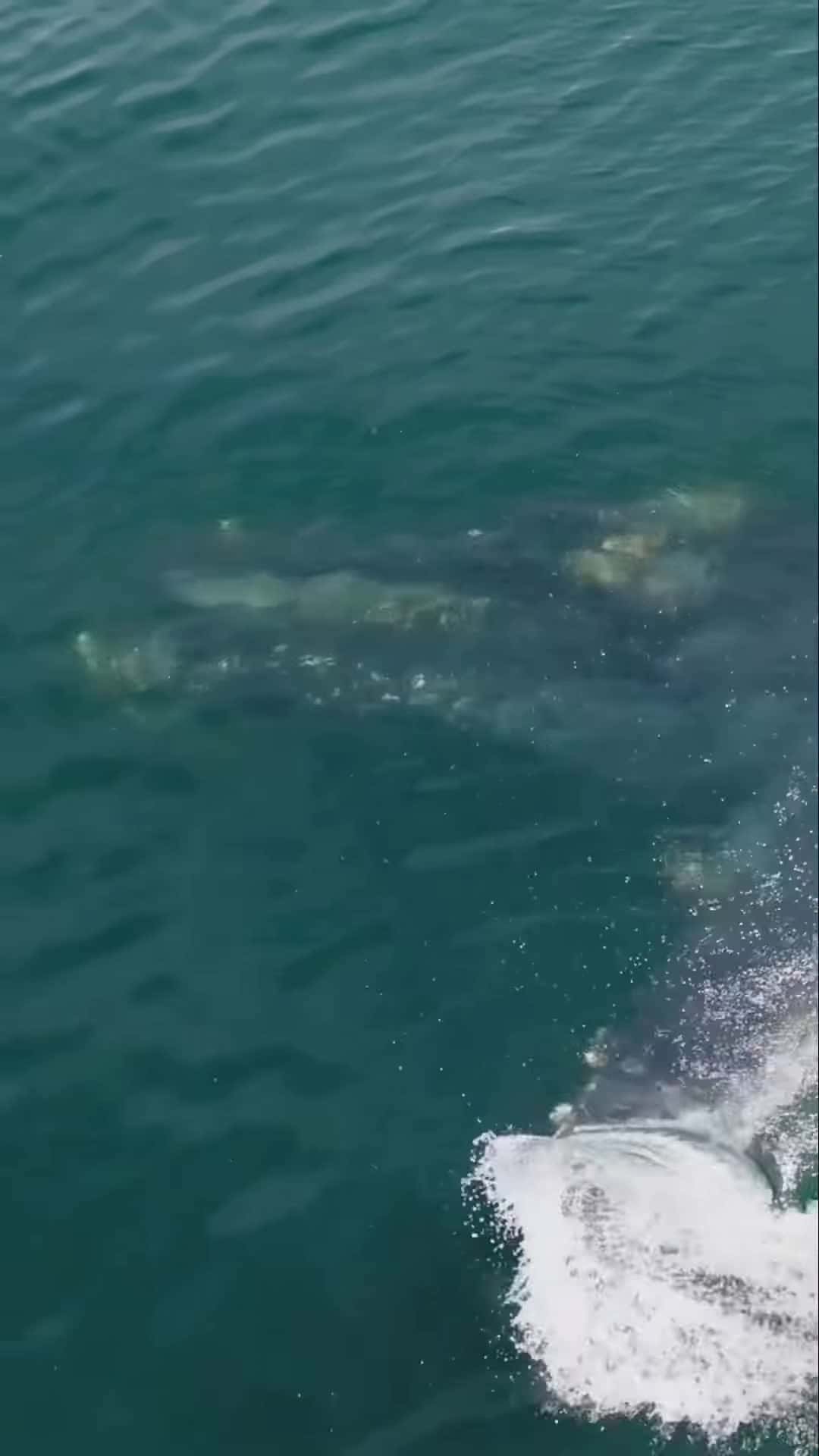 Cover for A million krill swallowed in one bite whale gulp shorts