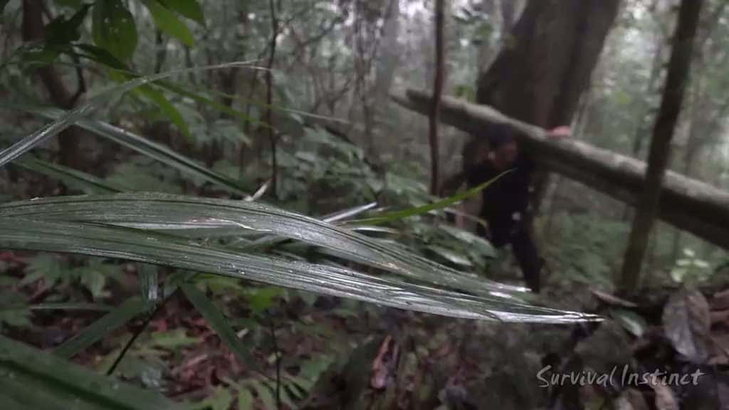 Cover for New Adventure Journey, Survival in the Tropical Ra..._40961