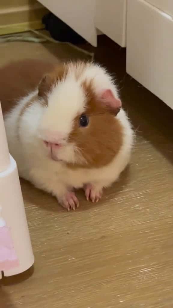 Cover for The little cutie is so funny guineapig funny funnyvideo pet cute funnyanimals fyp 81195 #nicevideo