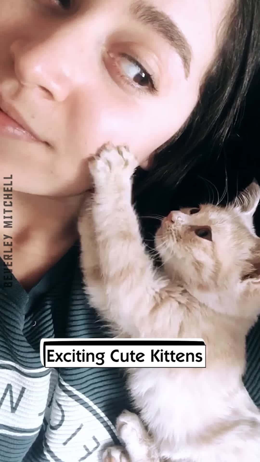 Cover for Exciting Cute Kittens