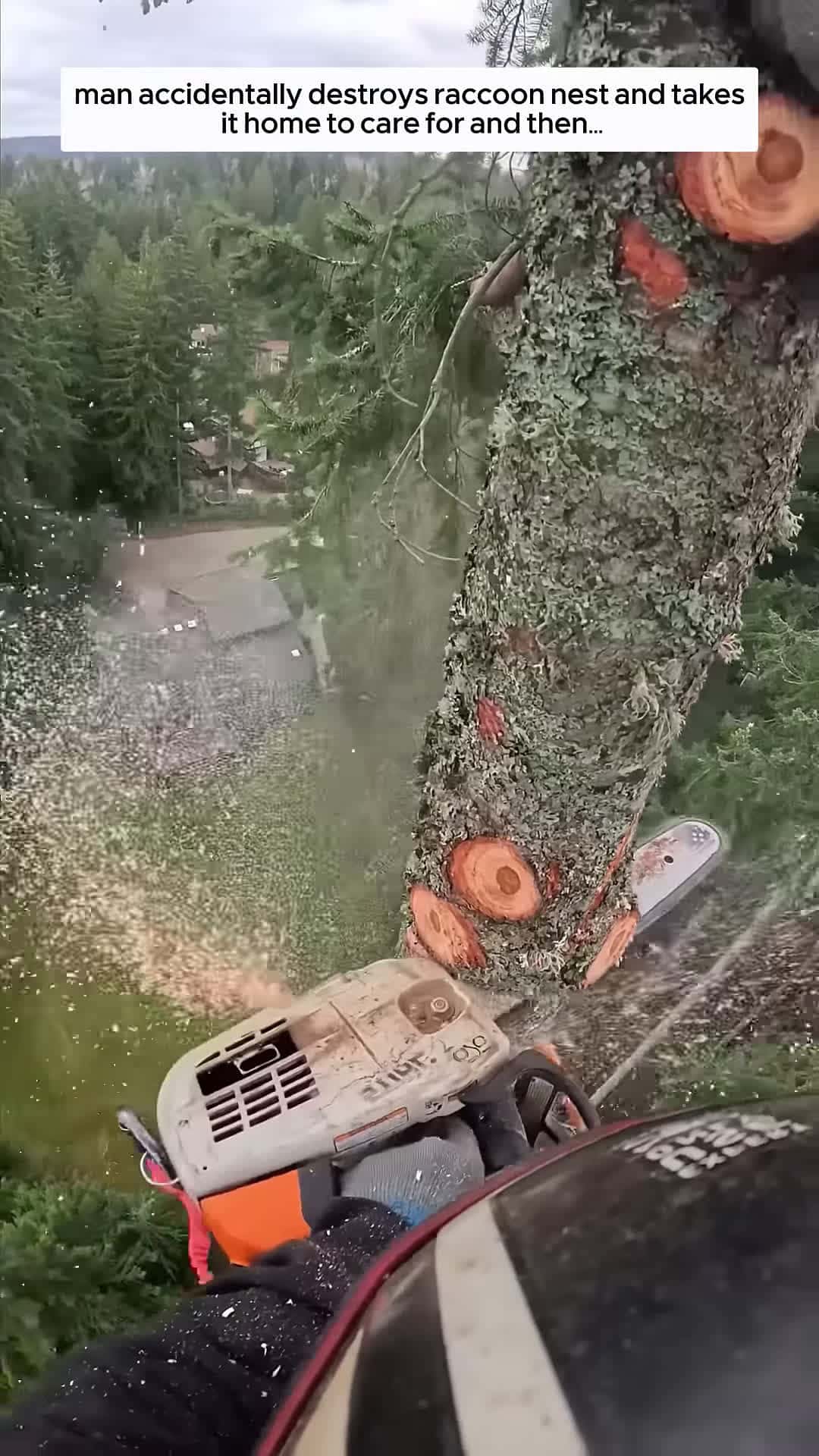 Cover for man accidentally destroys raccoon nest and takes it home to care for and then animalshorts