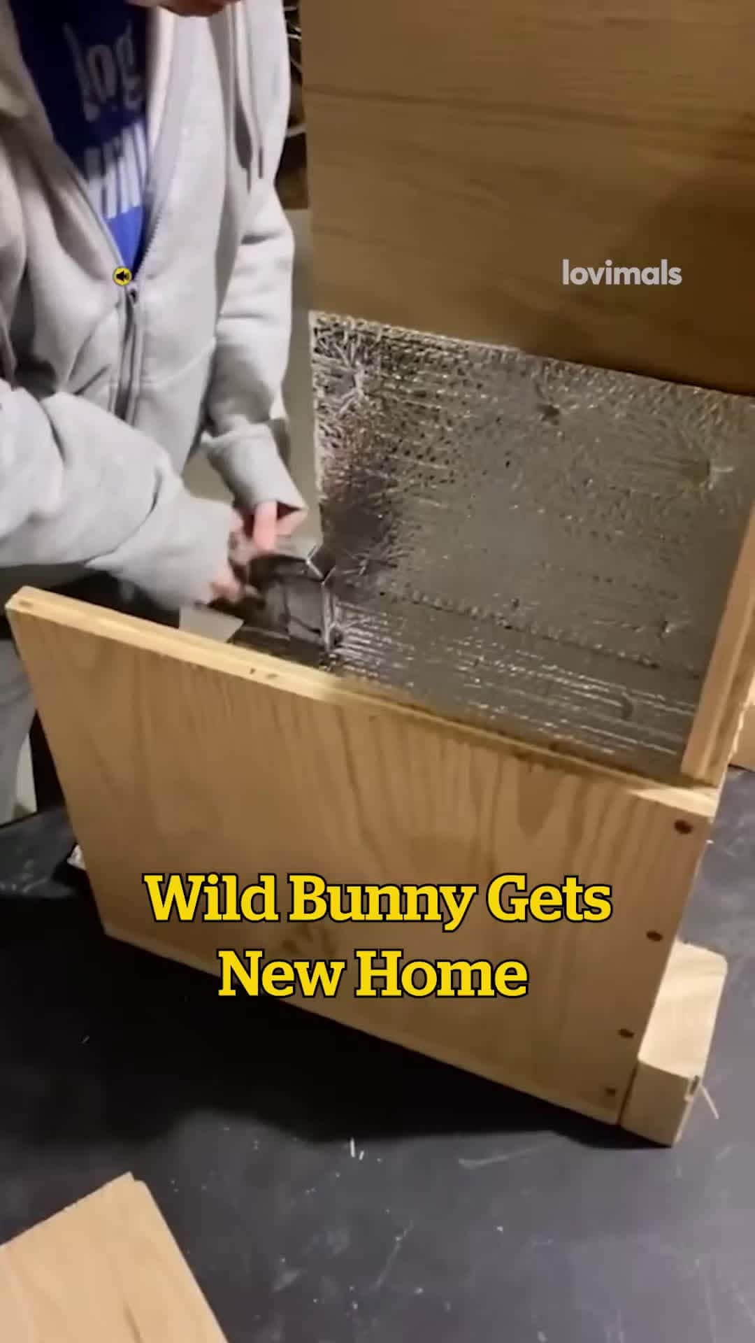 Cover for Building A Wild Bunny's Home
