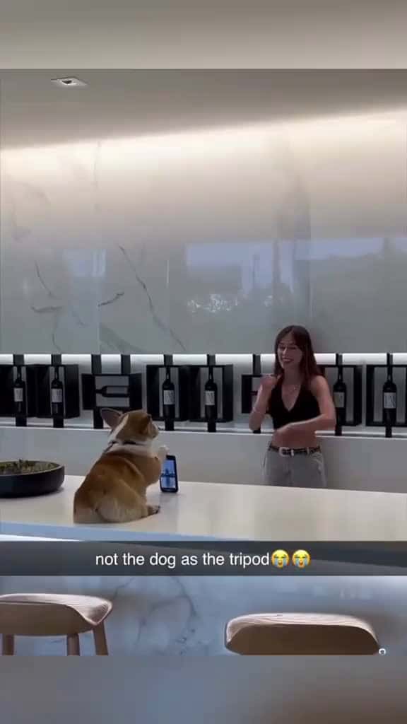 Cover for Dogs are good helpers 🤣#dogsoftiktok #dogtok #dog #funnyvideos #pet #doglife #funnydog #dogs #funny #dogfunnyvideo #dogfunny  created by hilariousdogs11 with Kevin MacLeod & Kevin The Monkey’s Monkeys Spinning Monkeys