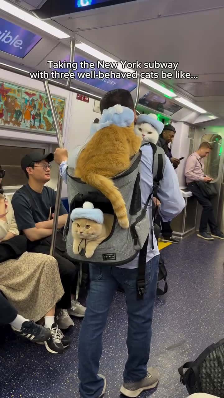 Cover for The most well-behaved subway riders in NYC! Happy Friday!...#reelsinstagram #cats #catlove #newyork #nyc #travel #travelphotography #catlife #instagood #upworthy #catsofinstagram #viralreels #猫 #고양이 #캣스타그램 #neko #manhattan #adventurecats #subway
