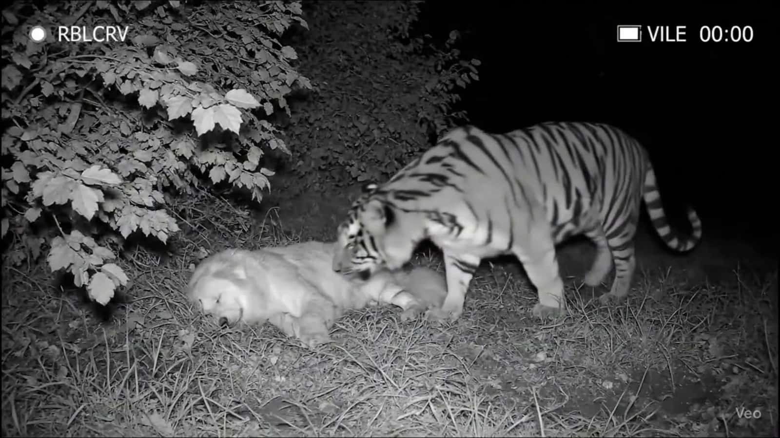 Cover for AI generated: Tiger & monkey unexpected bond #AICreation#FunnyAnimals#WildlifeMoments