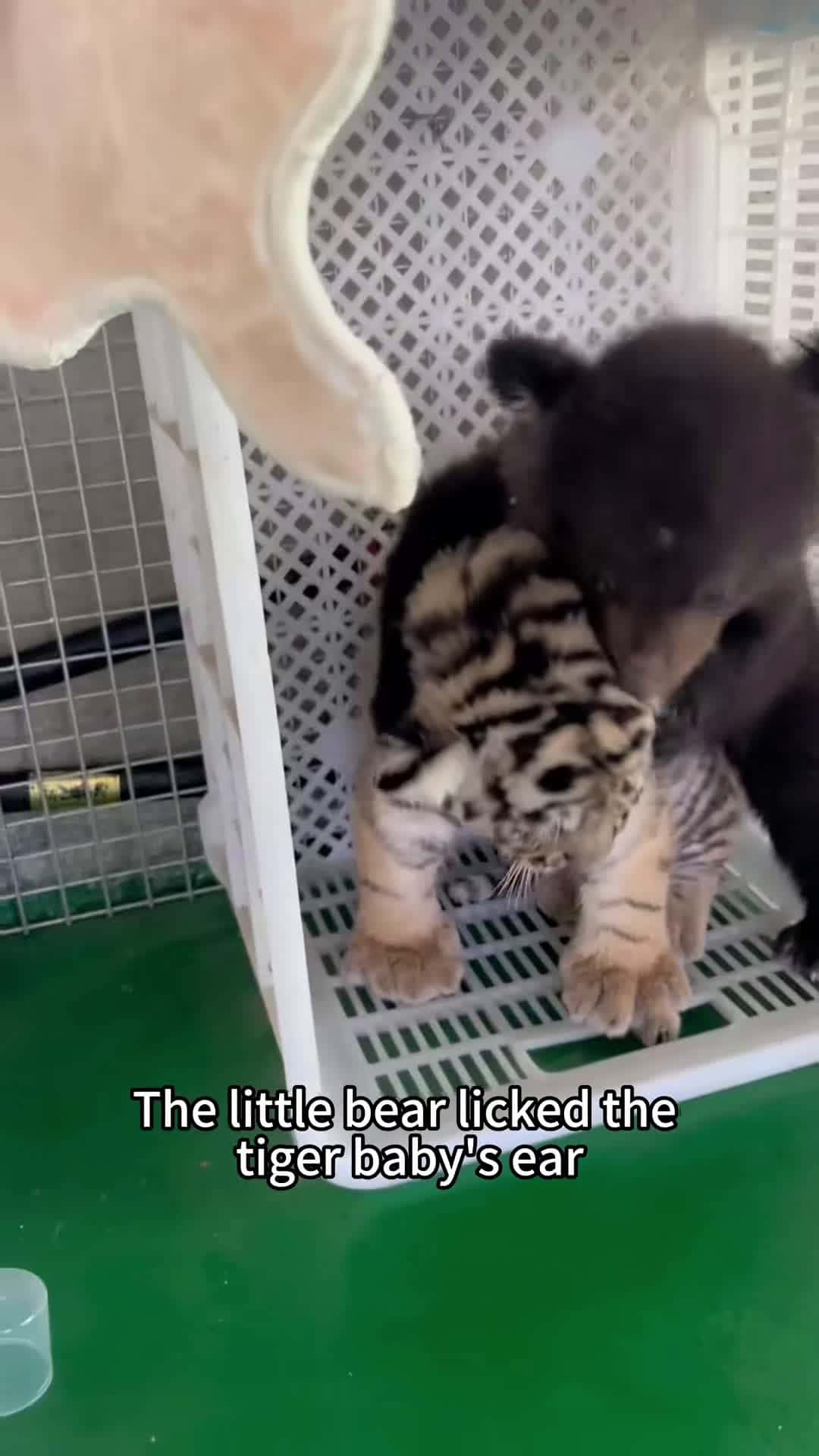 Cover for #FirstVideoChallenge Do tigers really not like bears？ #tiger #bear #animals #foryou #fyp