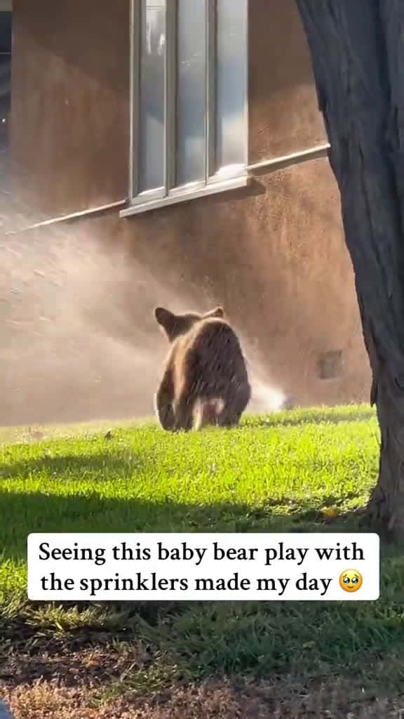 Cover for Seeing this baby bear play with sprinkers really made my day😂😂